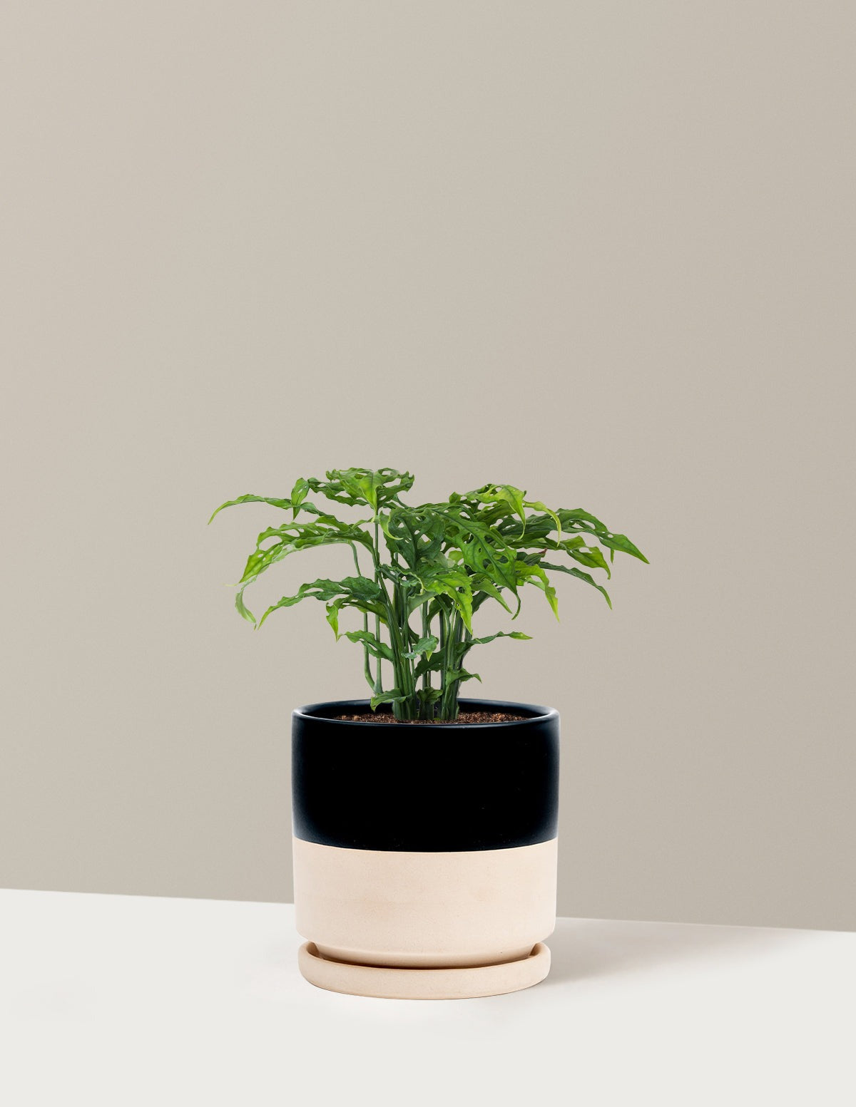 Rare Monstera Obliqua