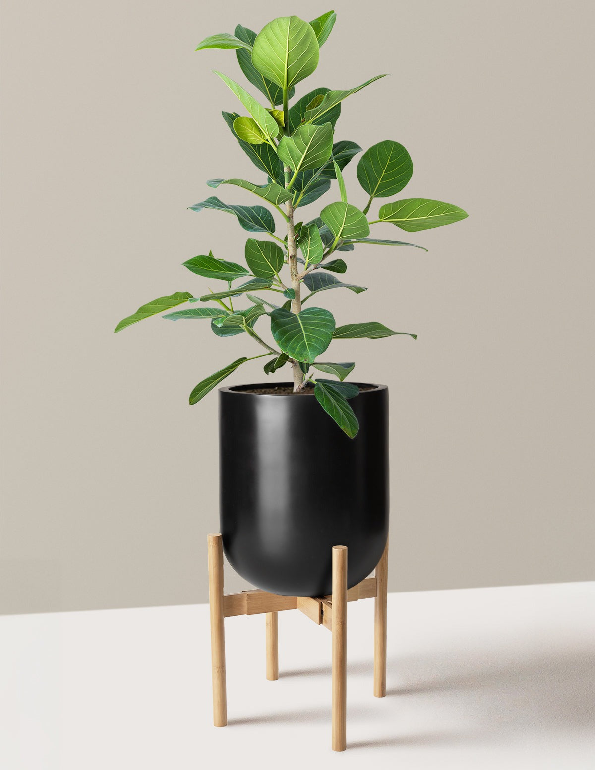 Ficus Audrey Bush