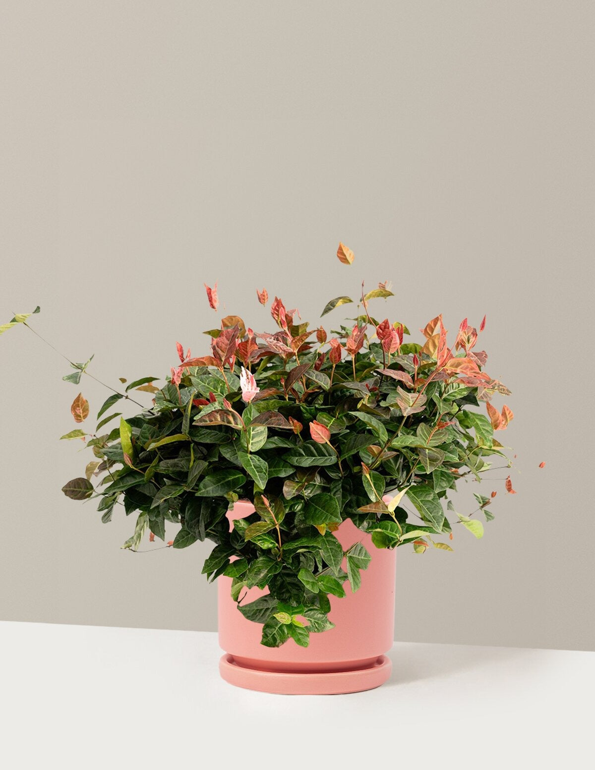 Snow-N-SummerTM Asiatic Jasmine