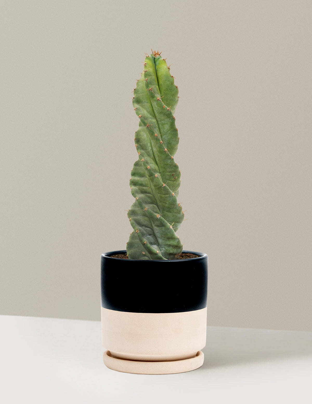 Spiral Cactus
