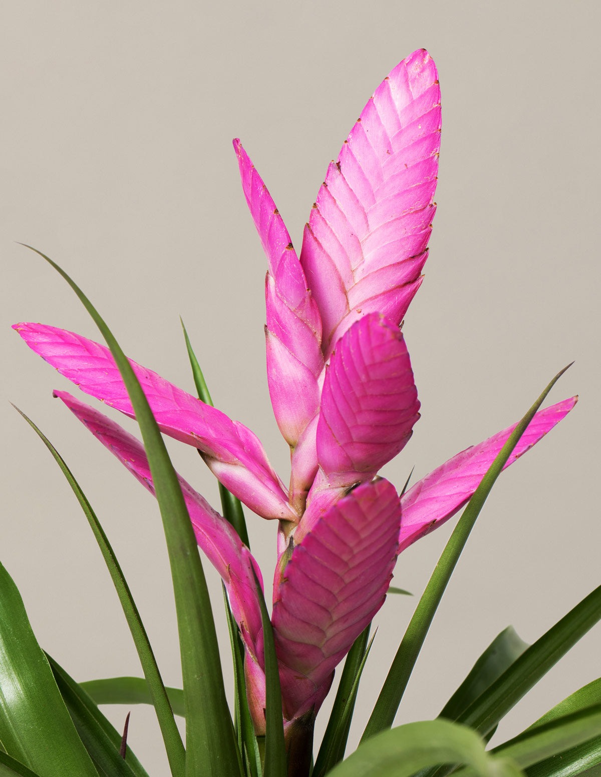 Bromeliad Assortment
