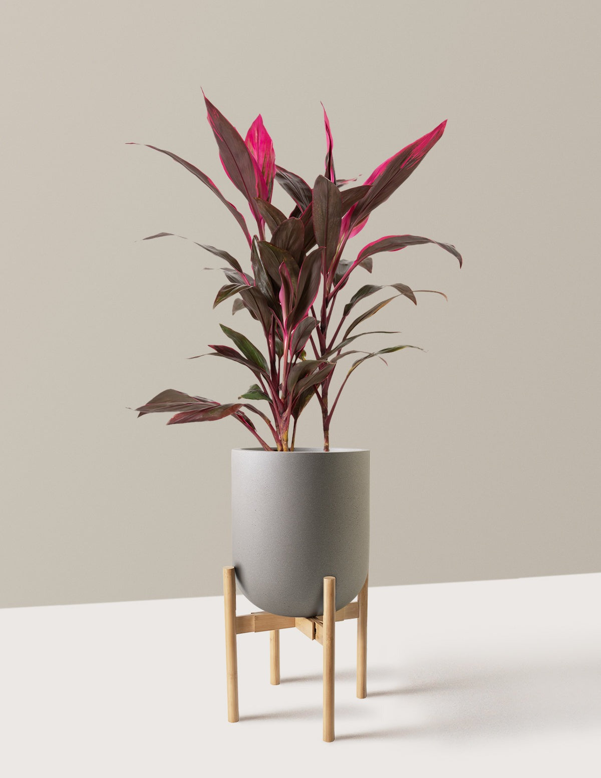 Large Cordyline Red Sister