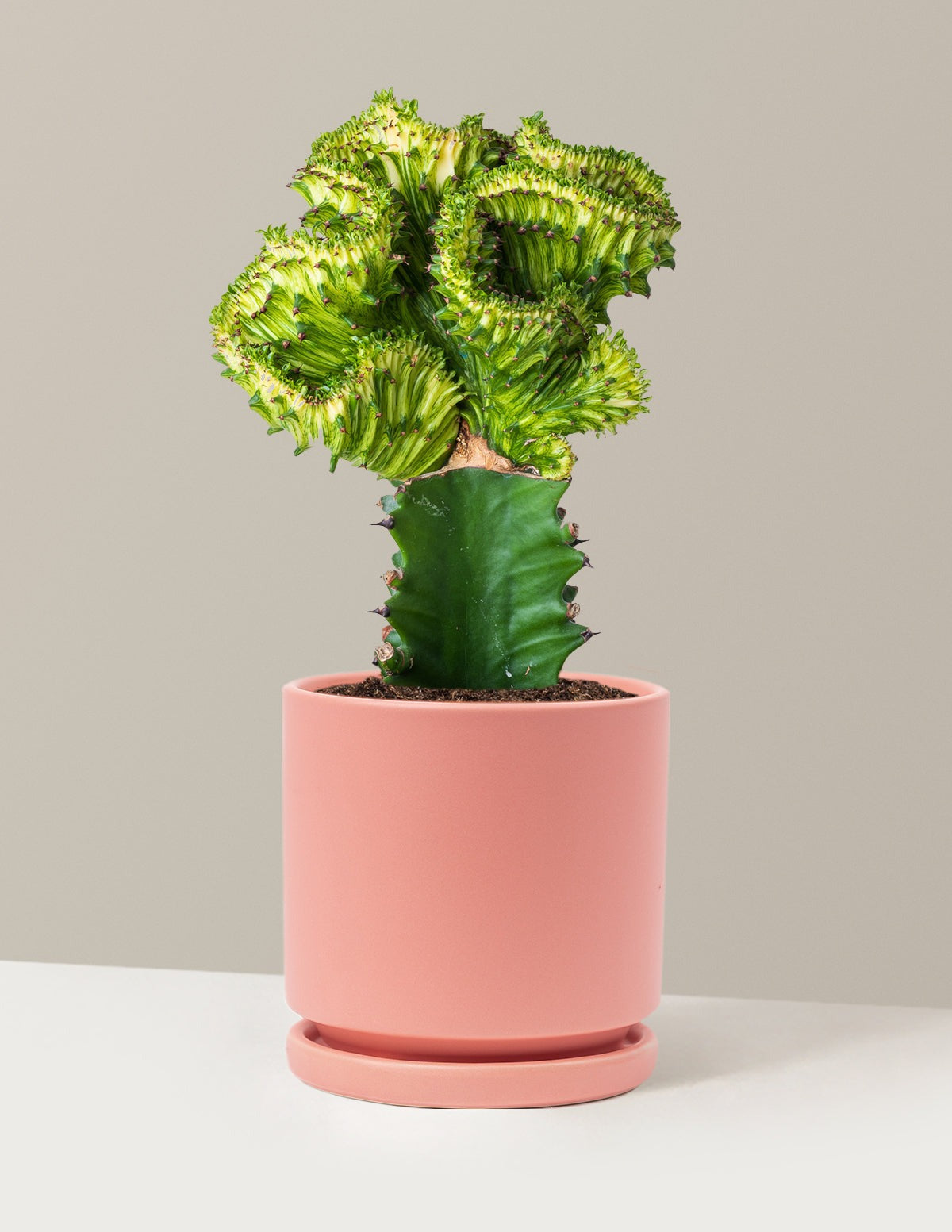 Mermaid Tail Cactus