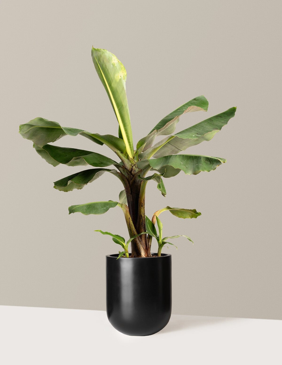 Truly Tiny Dwarf Banana Tree