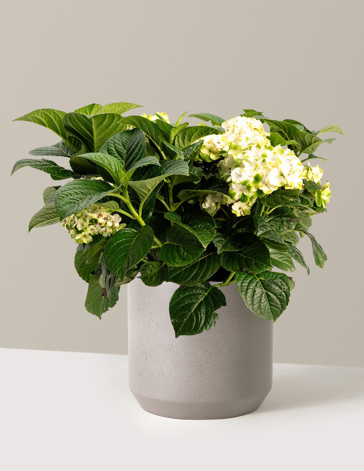 Grin and TonicTM Reblooming Hydrangea