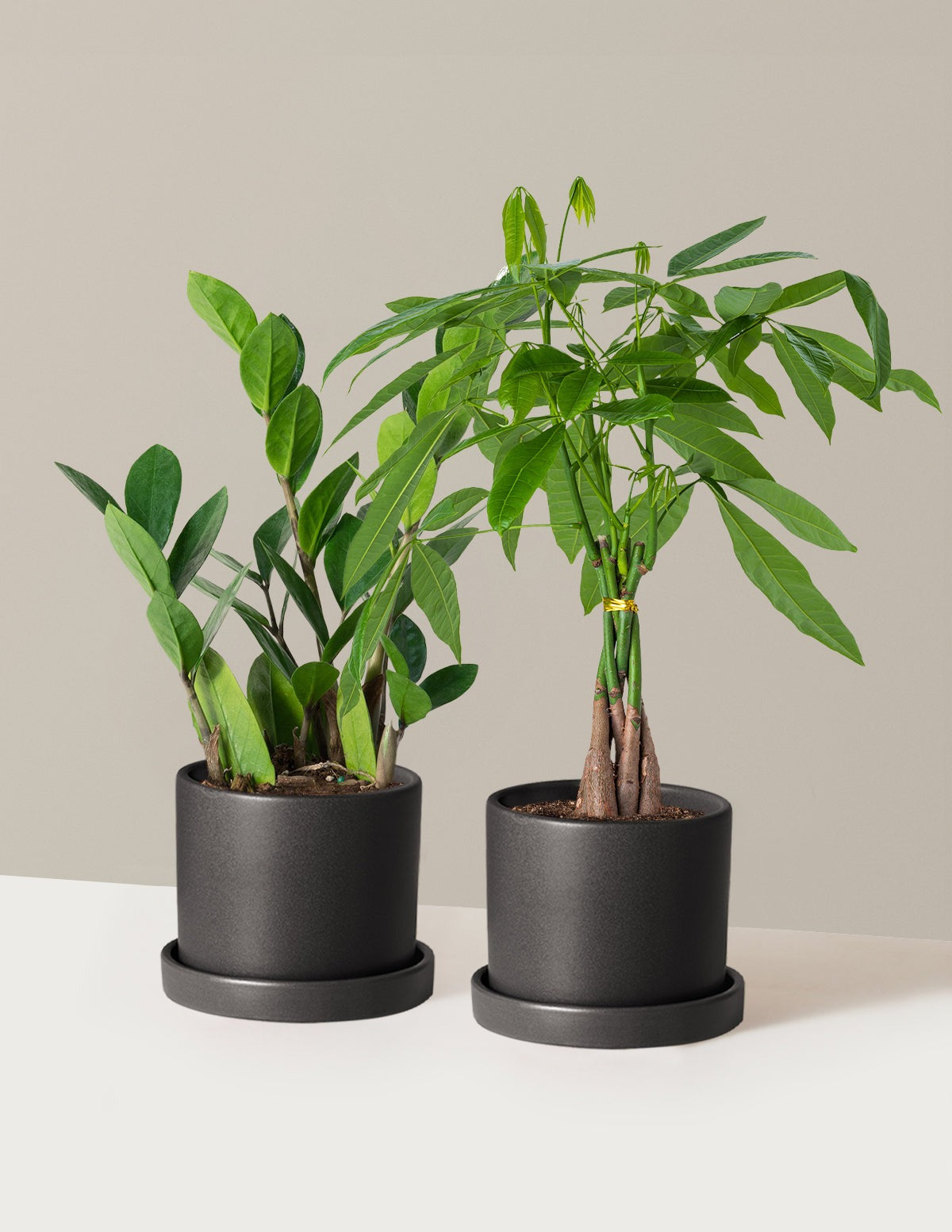 The Easy Care Duo