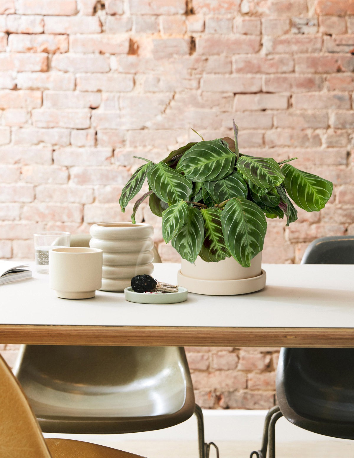 Black Prayer Plant