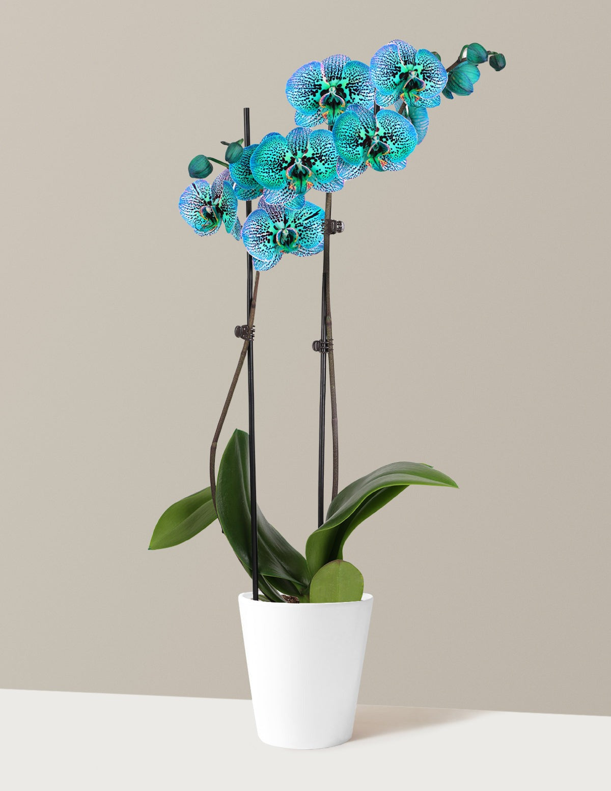 Tropical Turquoise Kaleidoscope Orchid