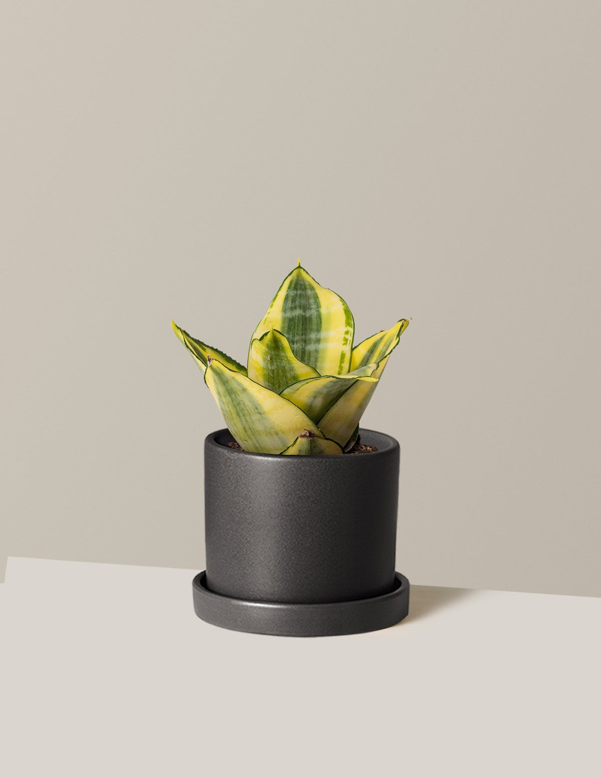 Snake Plant Hahnii Gold