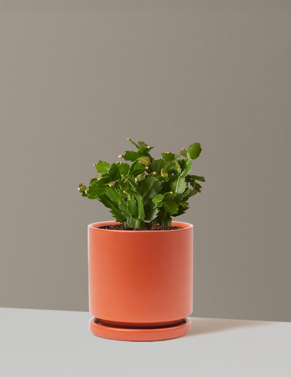 Blooming Cactus