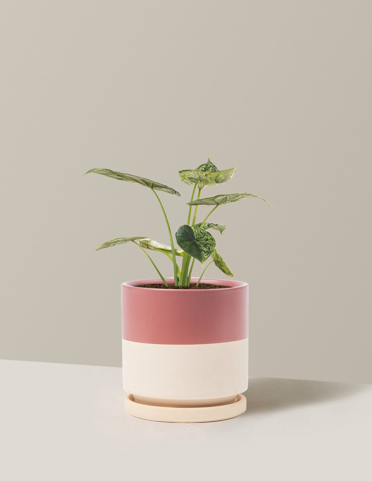 Alocasia Green Mint