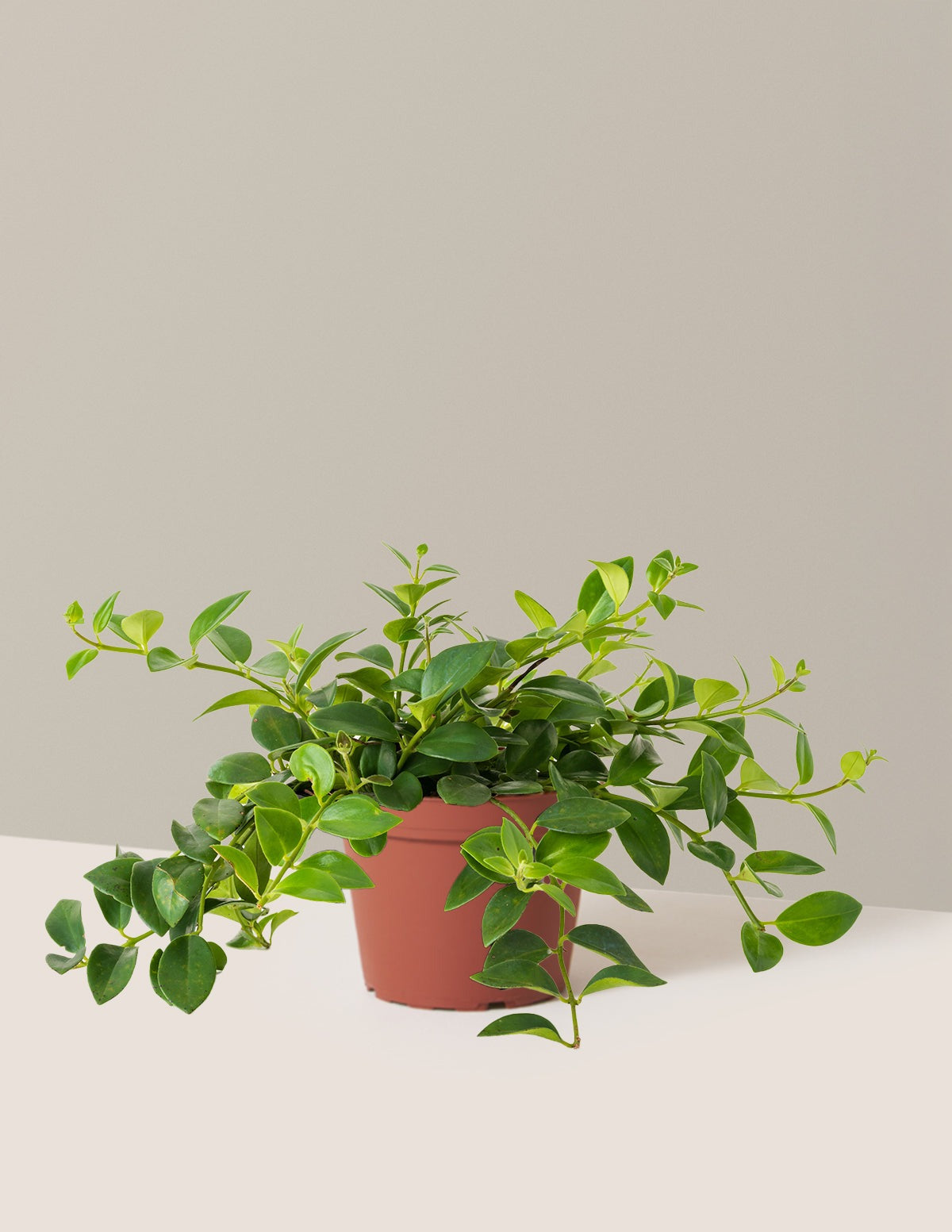 Lipstick Plant