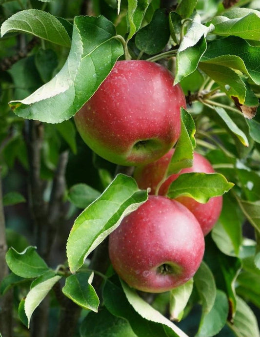 Tasty RedTM Fruit SnacksTM Apple Tree