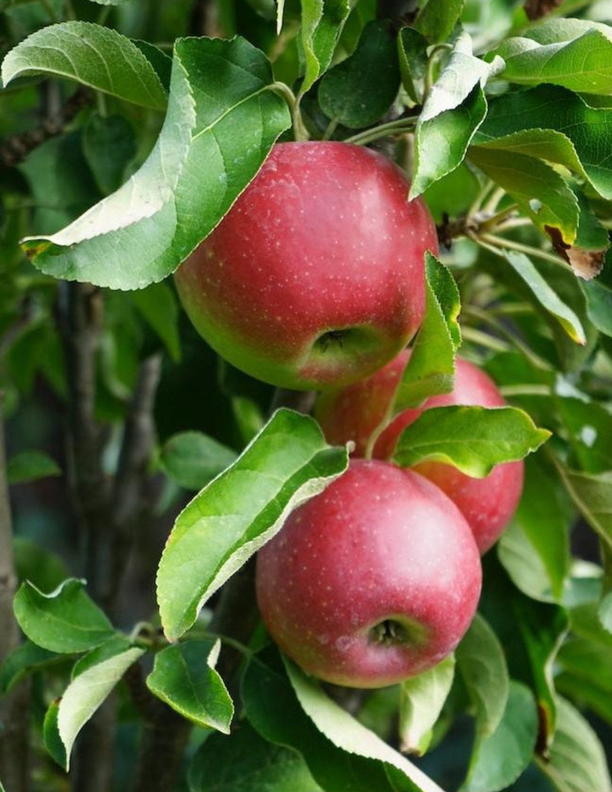 Tasty RedTM Fruit SnacksTM Apple Tree