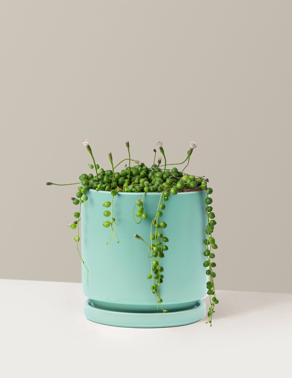 String of Pearls