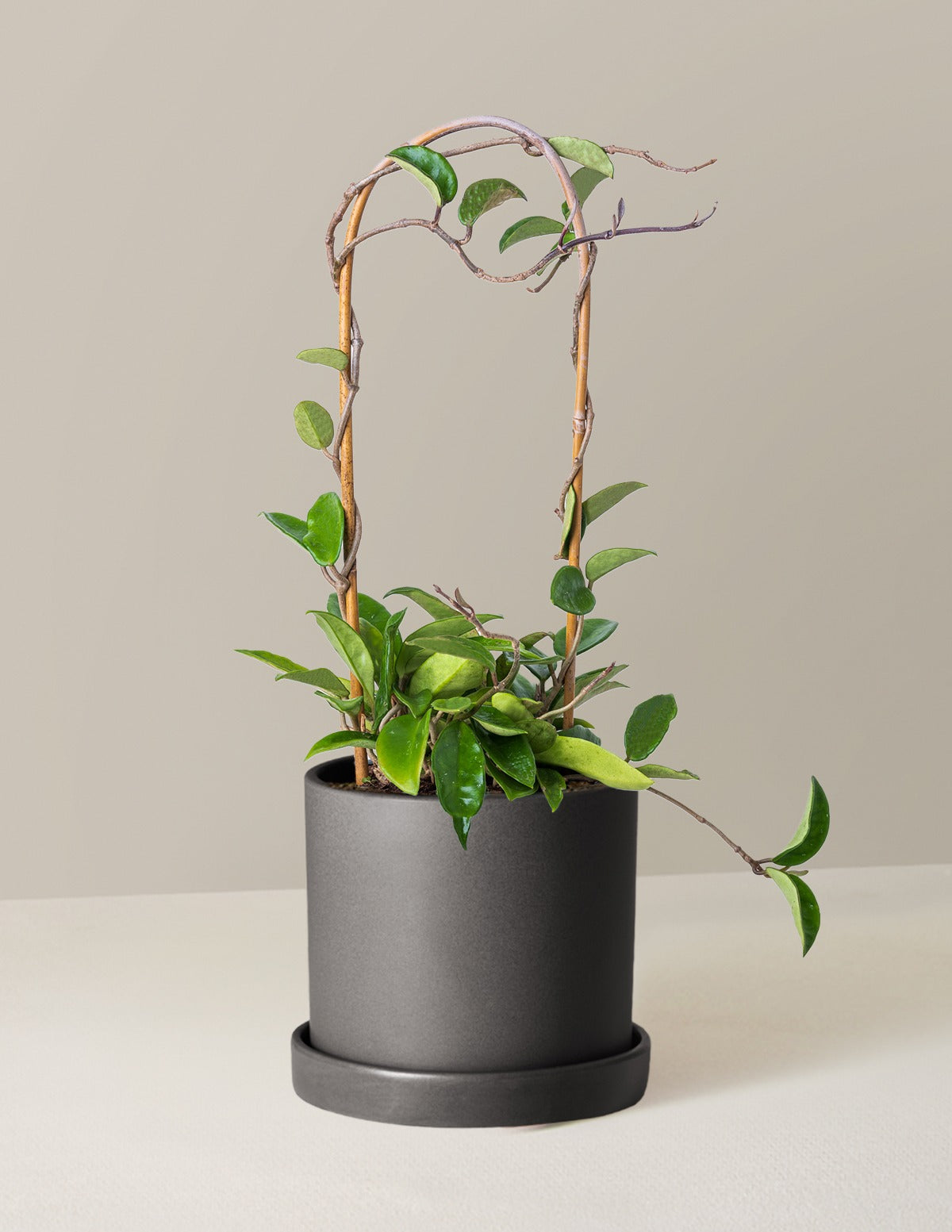 Hoya Pubicalyx Hoop
