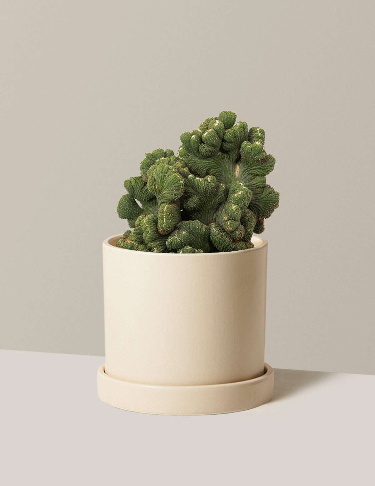 Cereus Green Coral Cactus