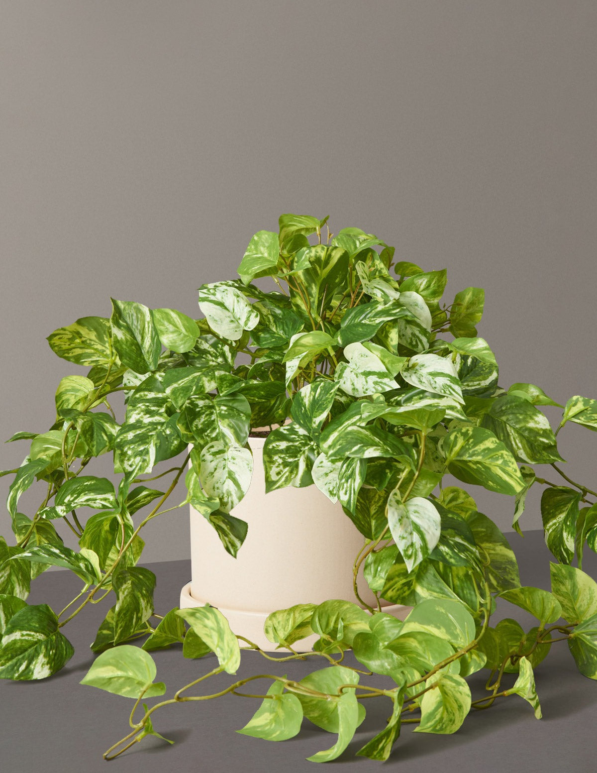 Artificial Pothos Plant