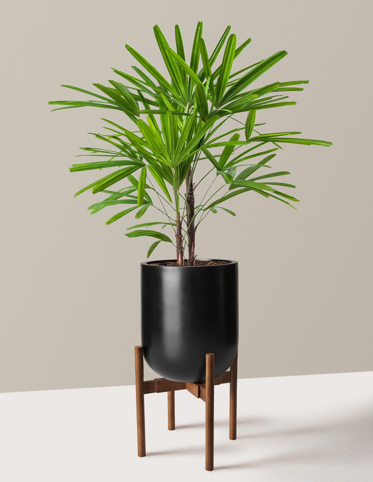 Large Lady Palm