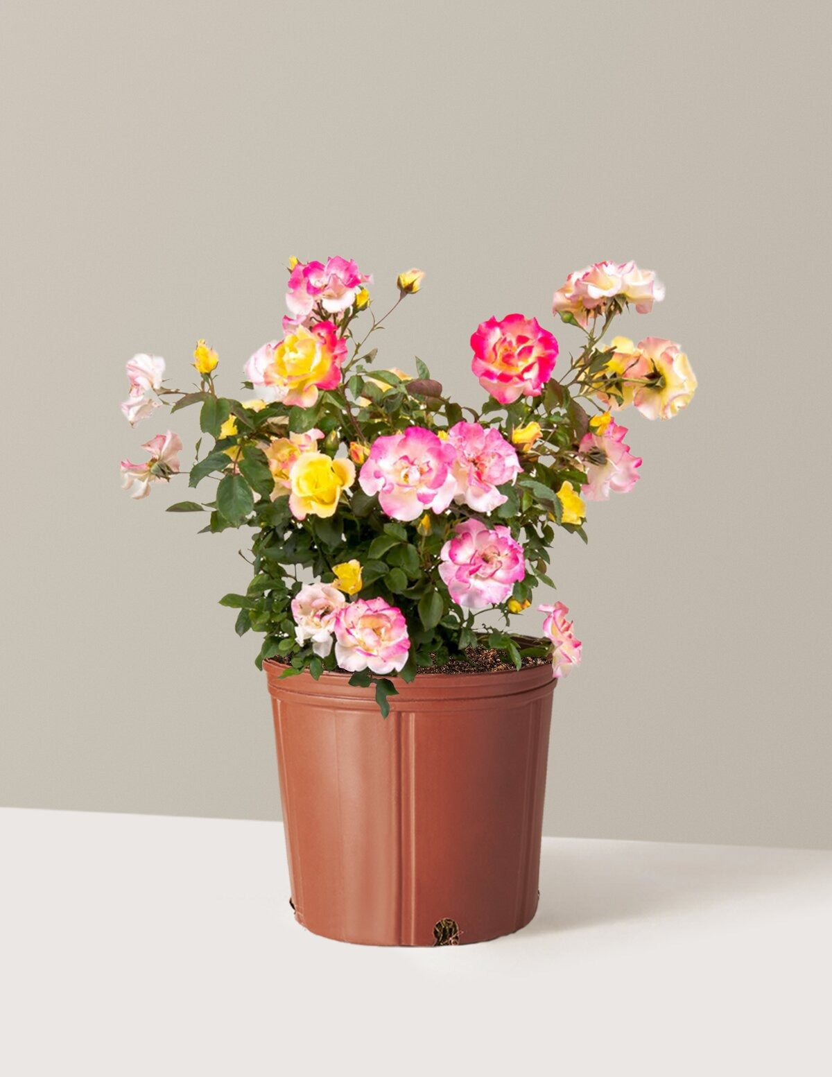 Gumball GoodyTM Rose