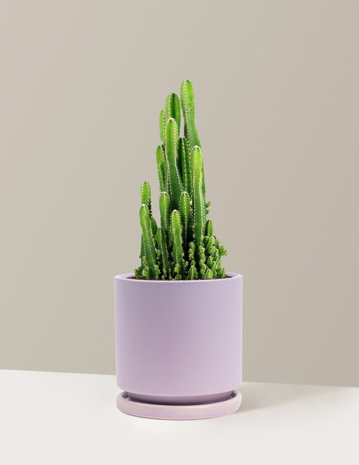 Fairy Castle Cactus