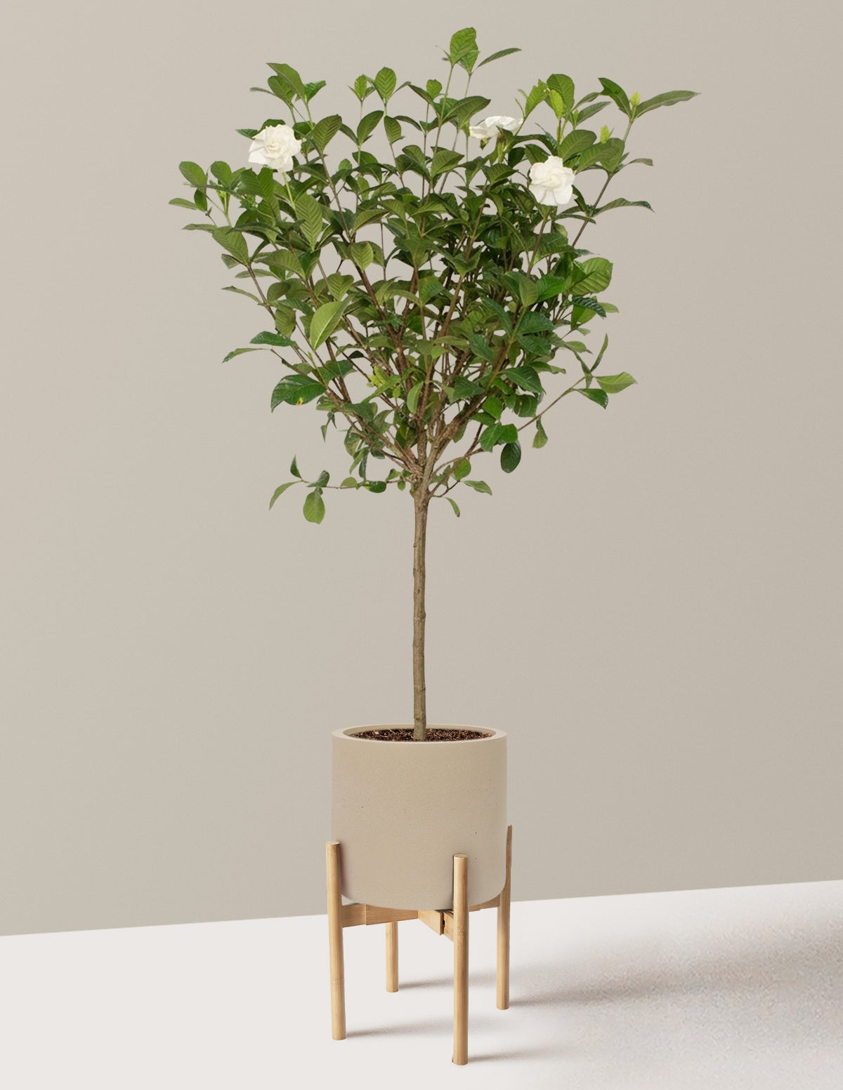 Large Gardenia Tree