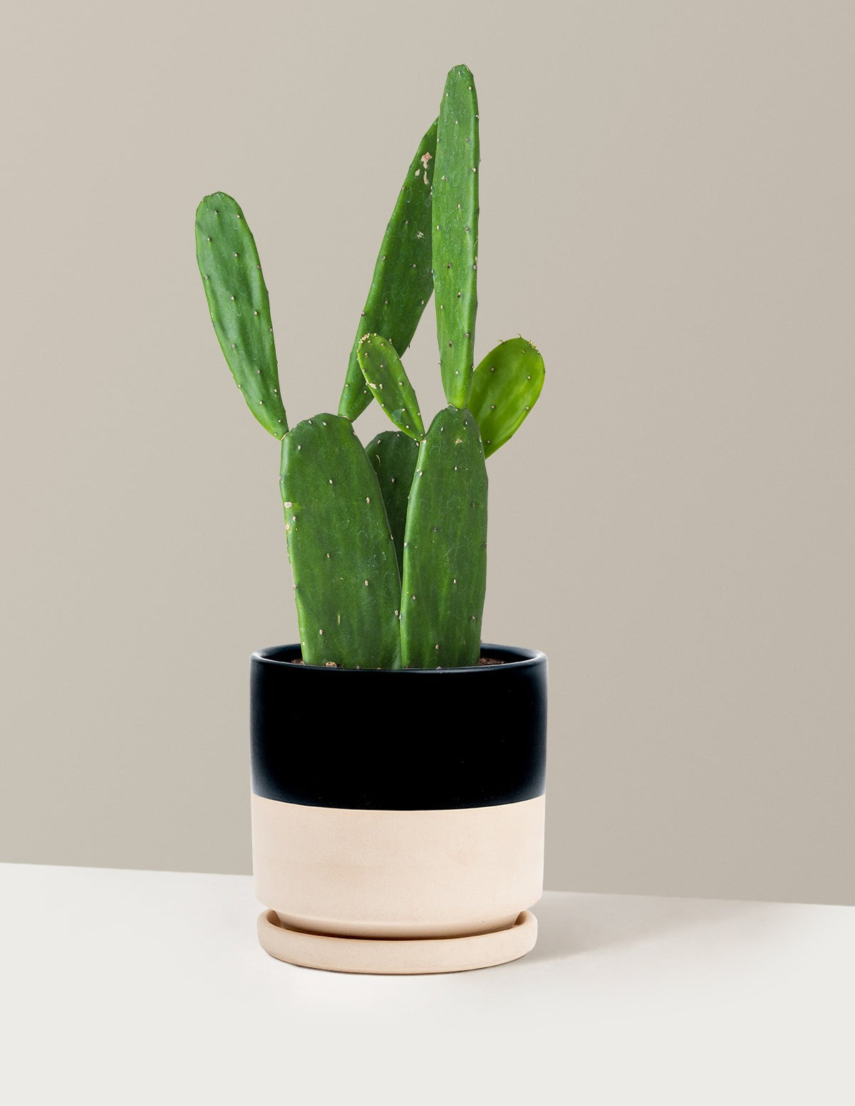 Prickly Pear Cactus