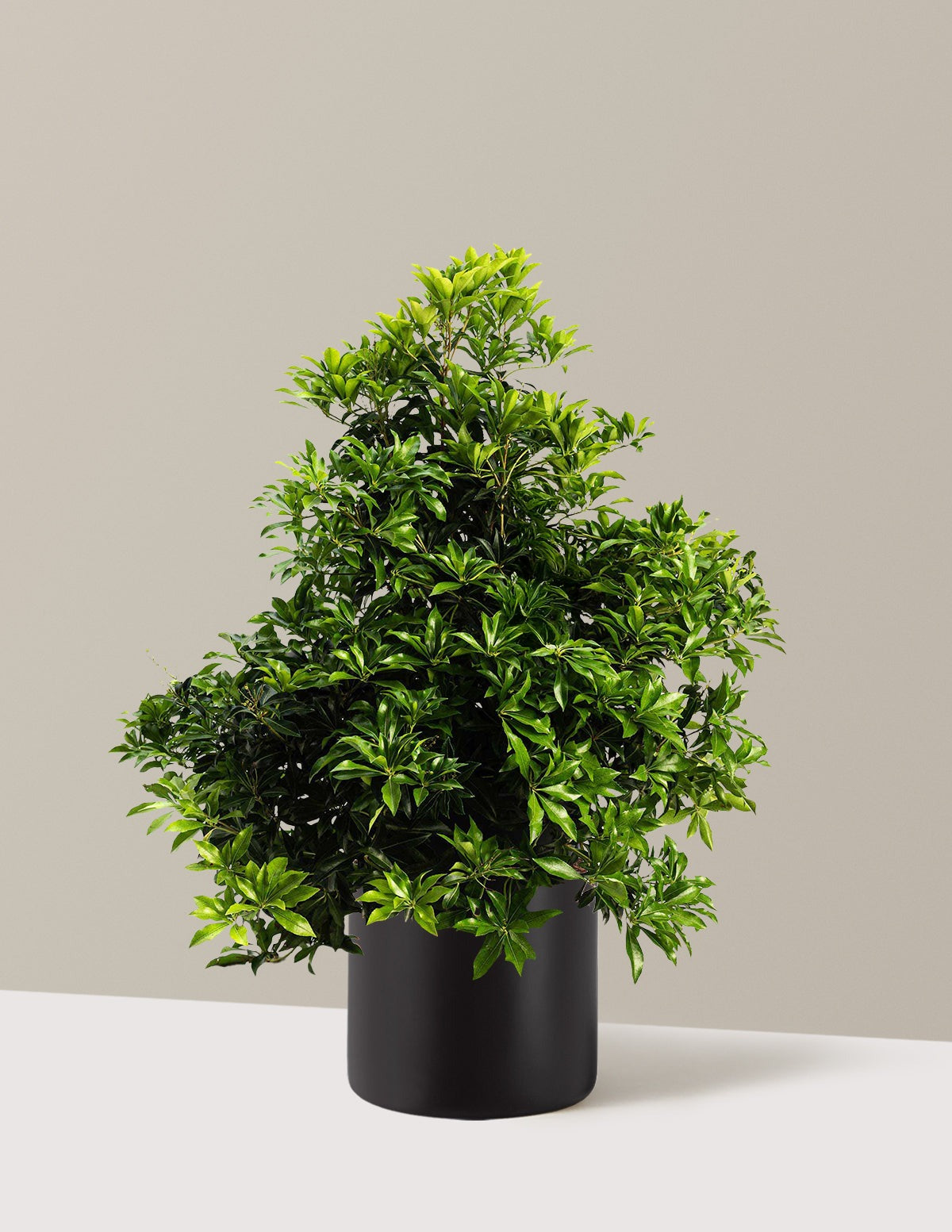 Enchanted Forest® River RunTM Pieris