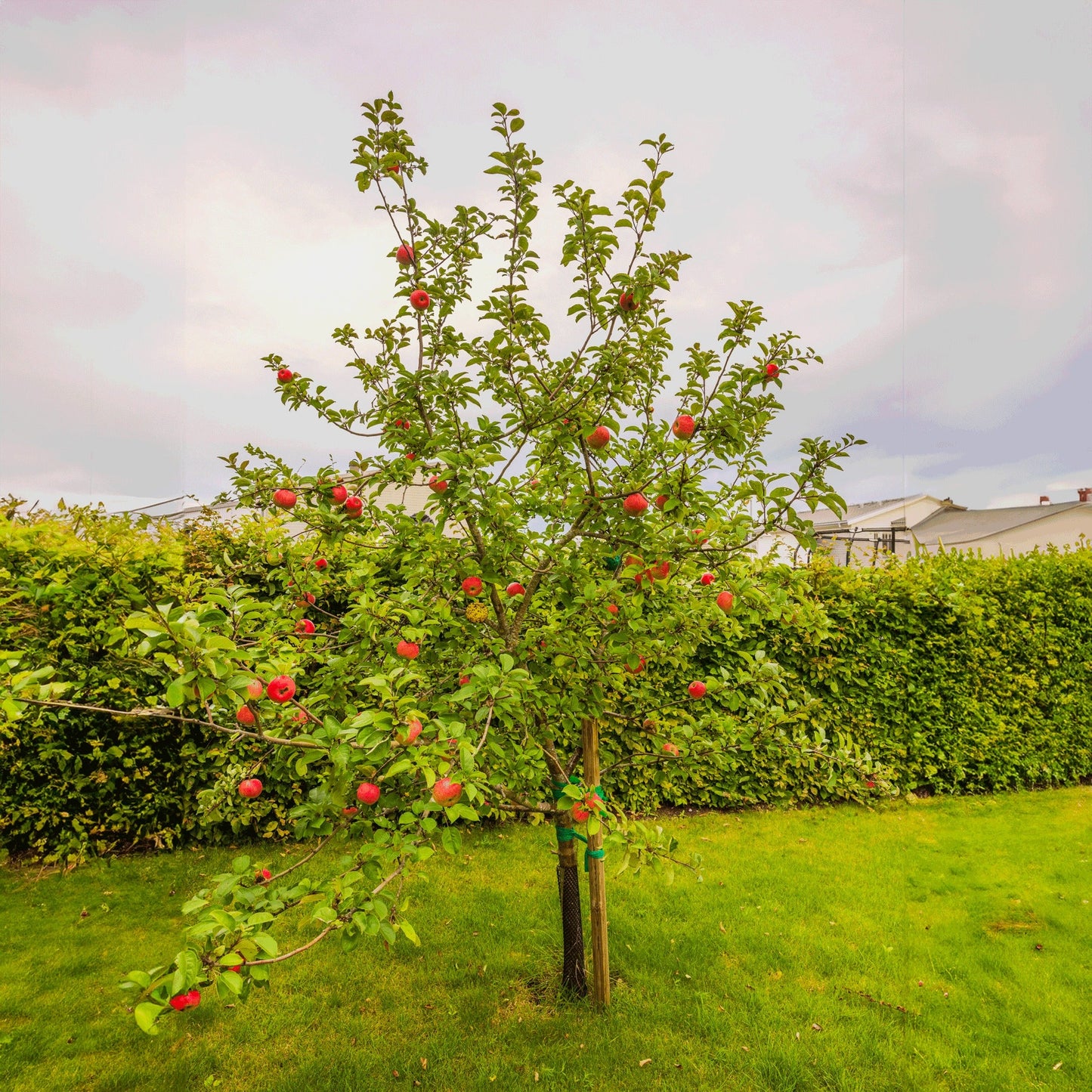 HoneycrispTM Apple Tree