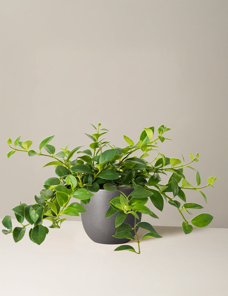 Lipstick Plant