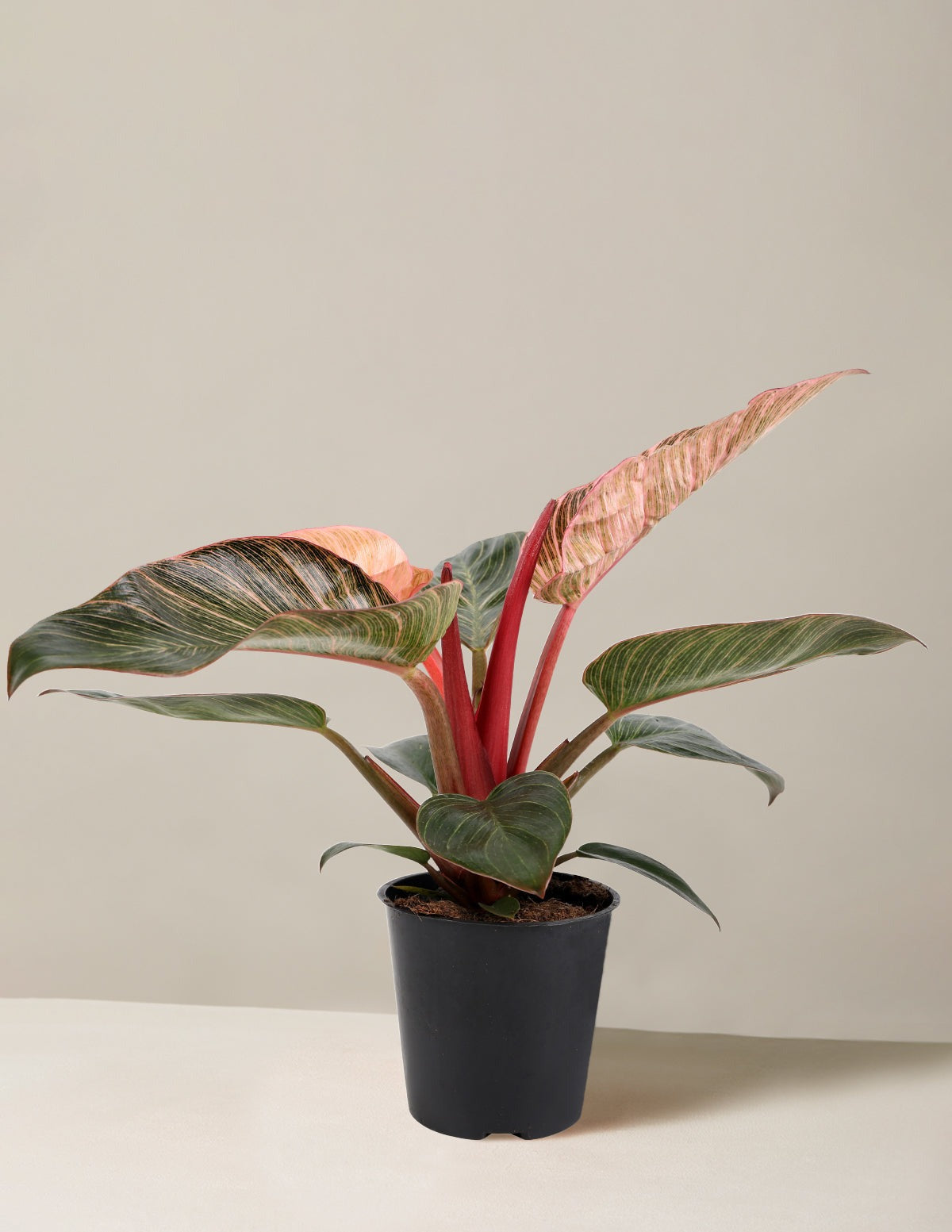 Philodendron Pink Bikini