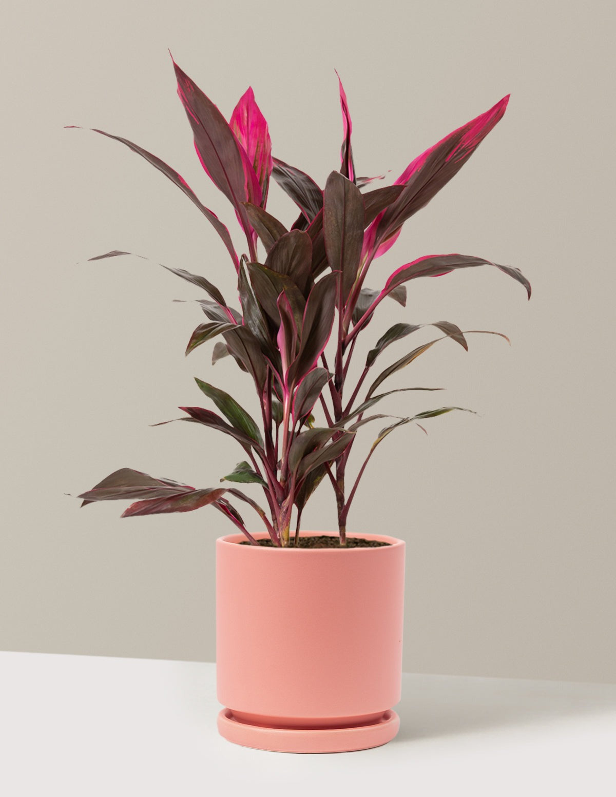 Large Cordyline Red Sister