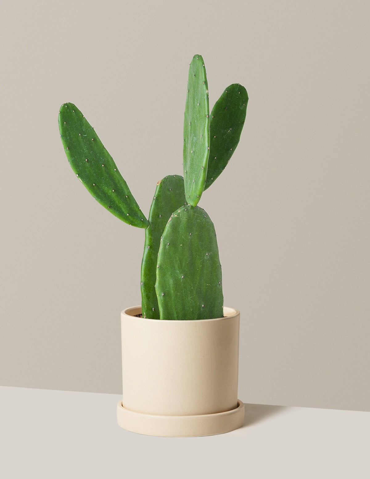 Prickly Pear Cactus