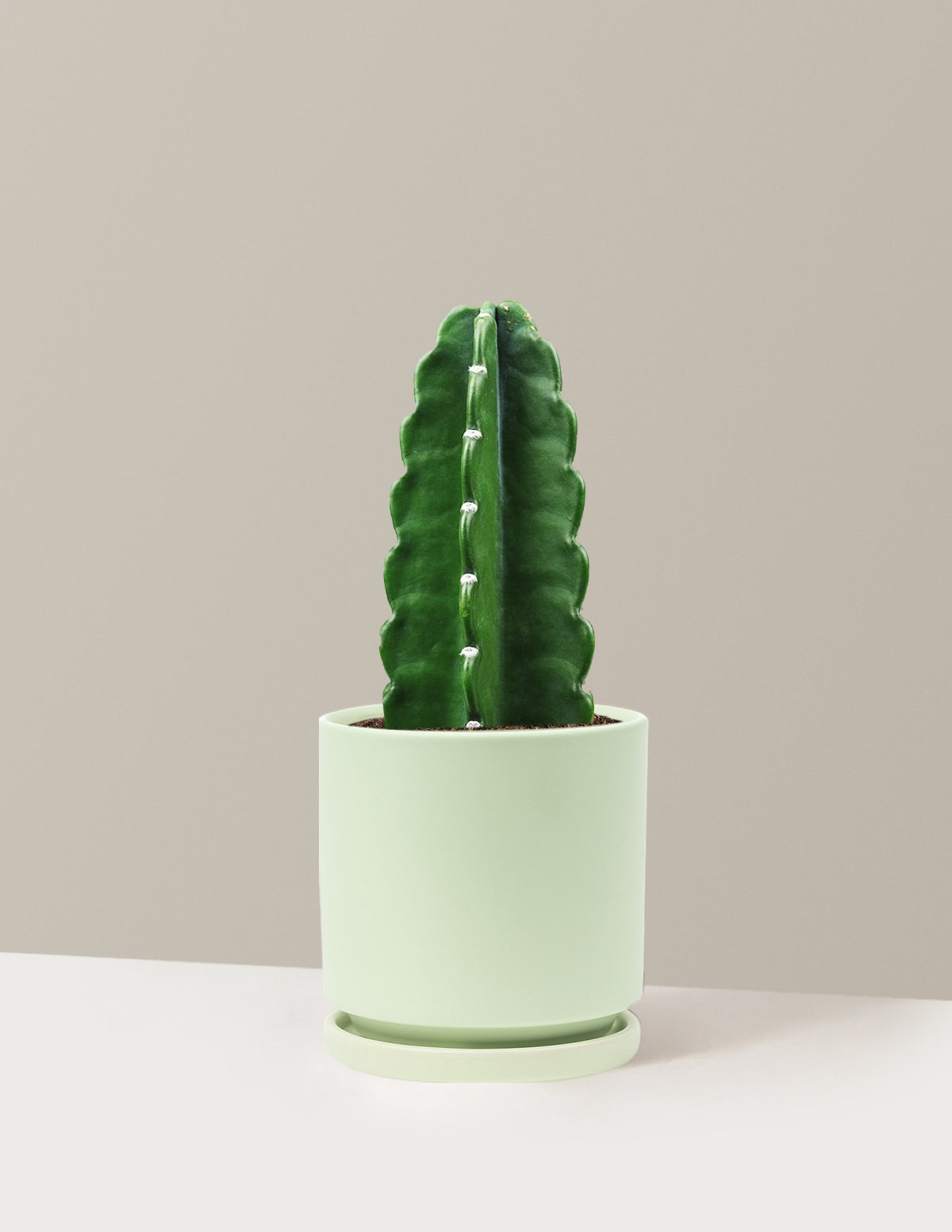 Cuddly Cactus