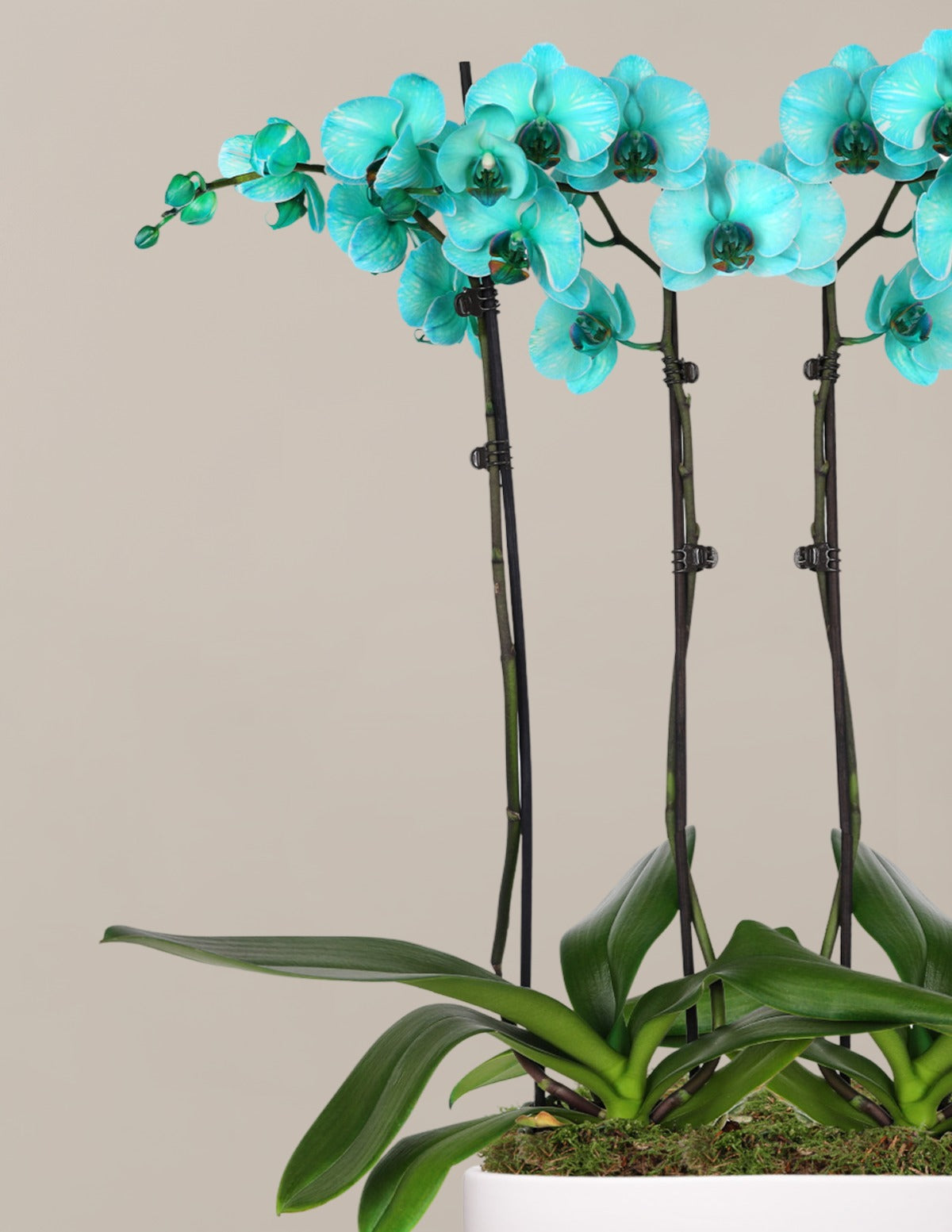 Turquoise Watercolor Double Orchid