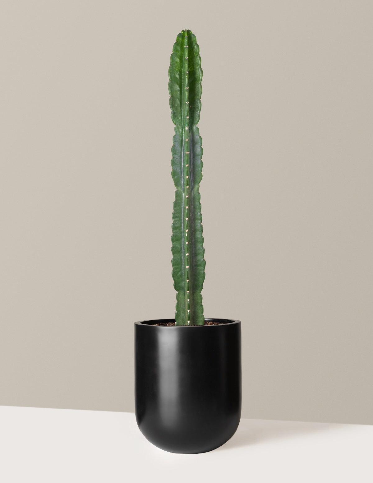 Cuddly Cactus