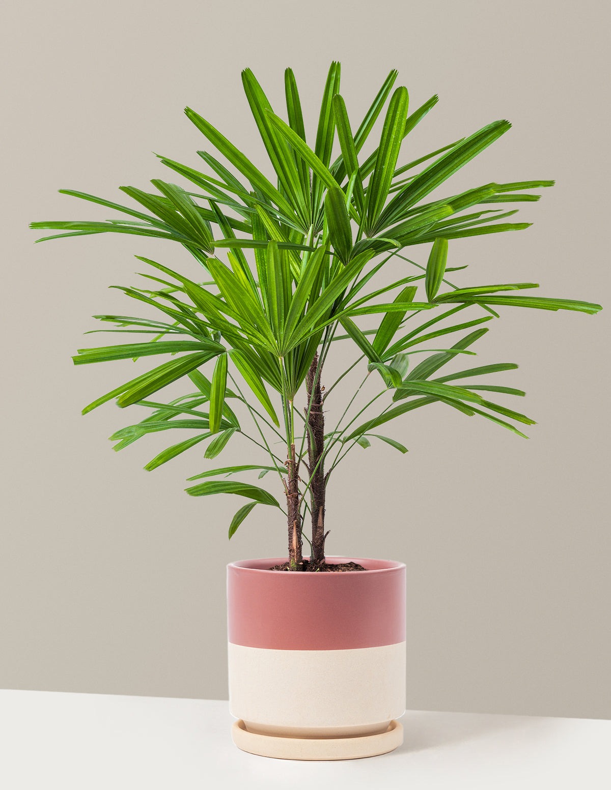 Large Lady Palm