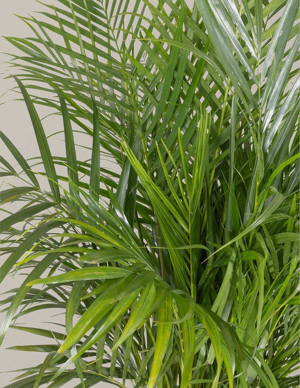 Areca Purifying Palm