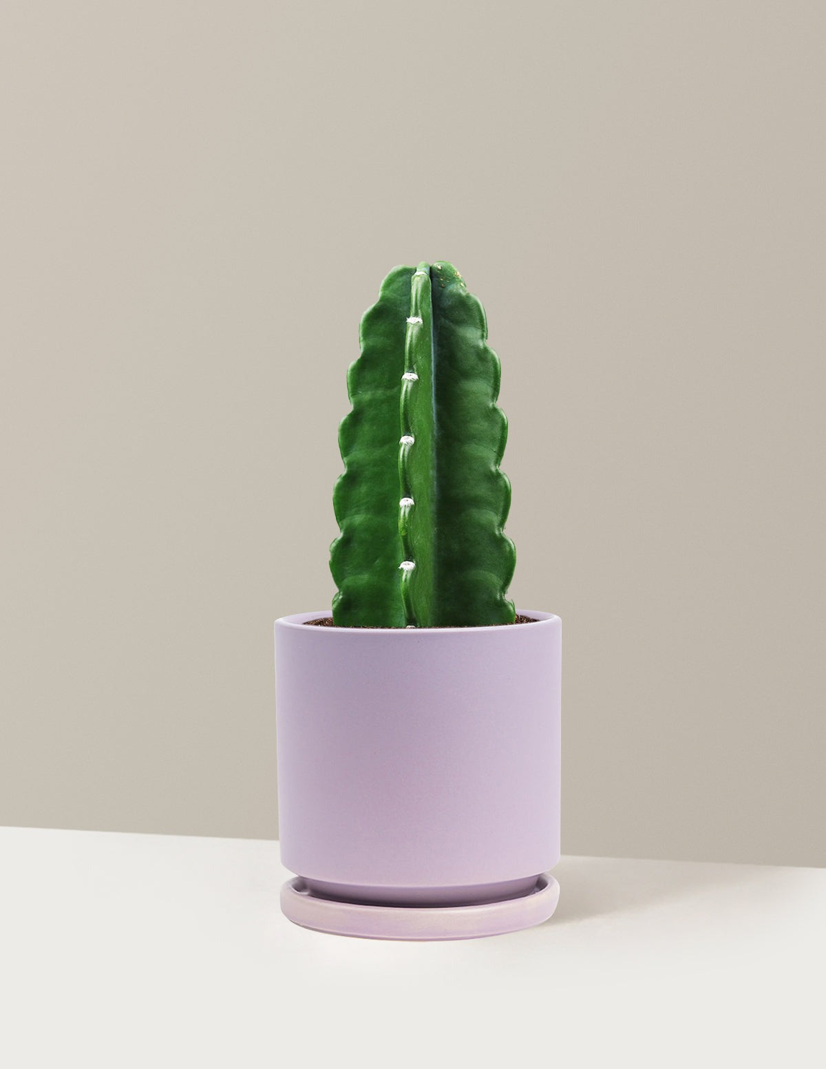 Cuddly Cactus