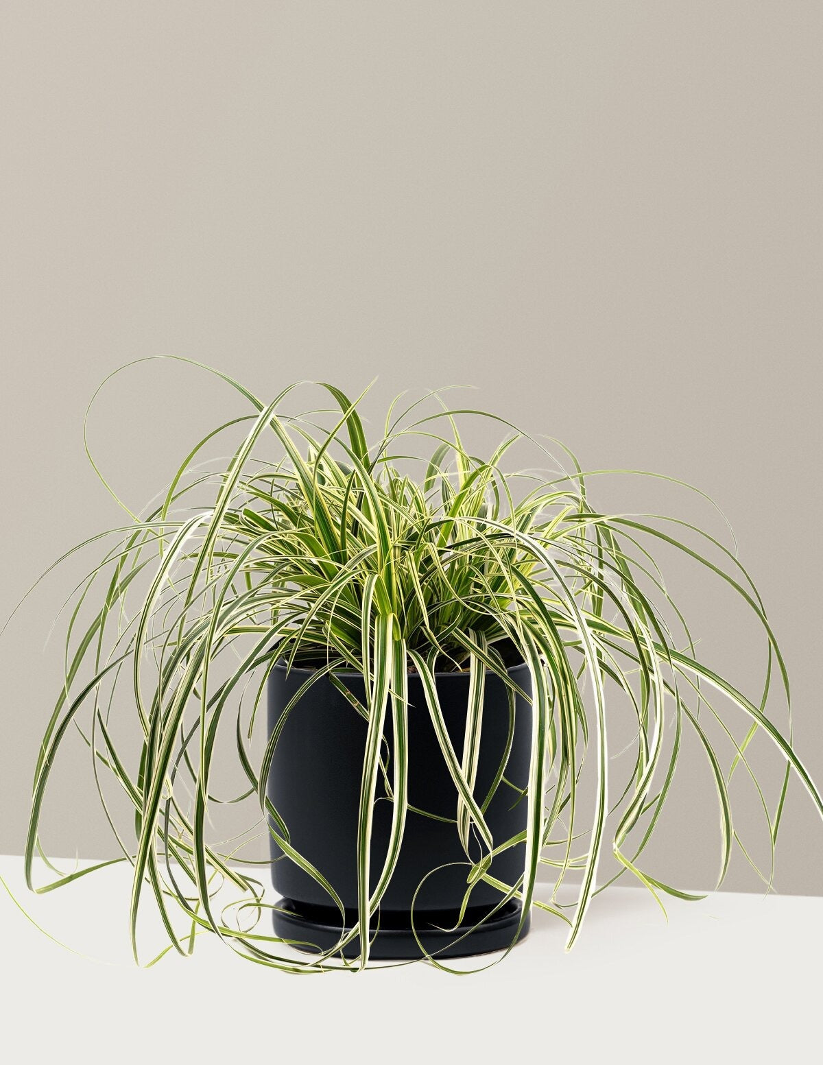Carex Feather FallsTM