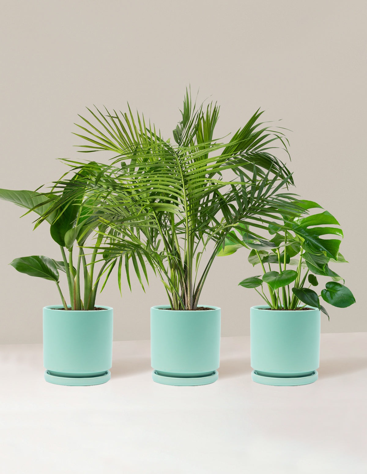Tropical Trio