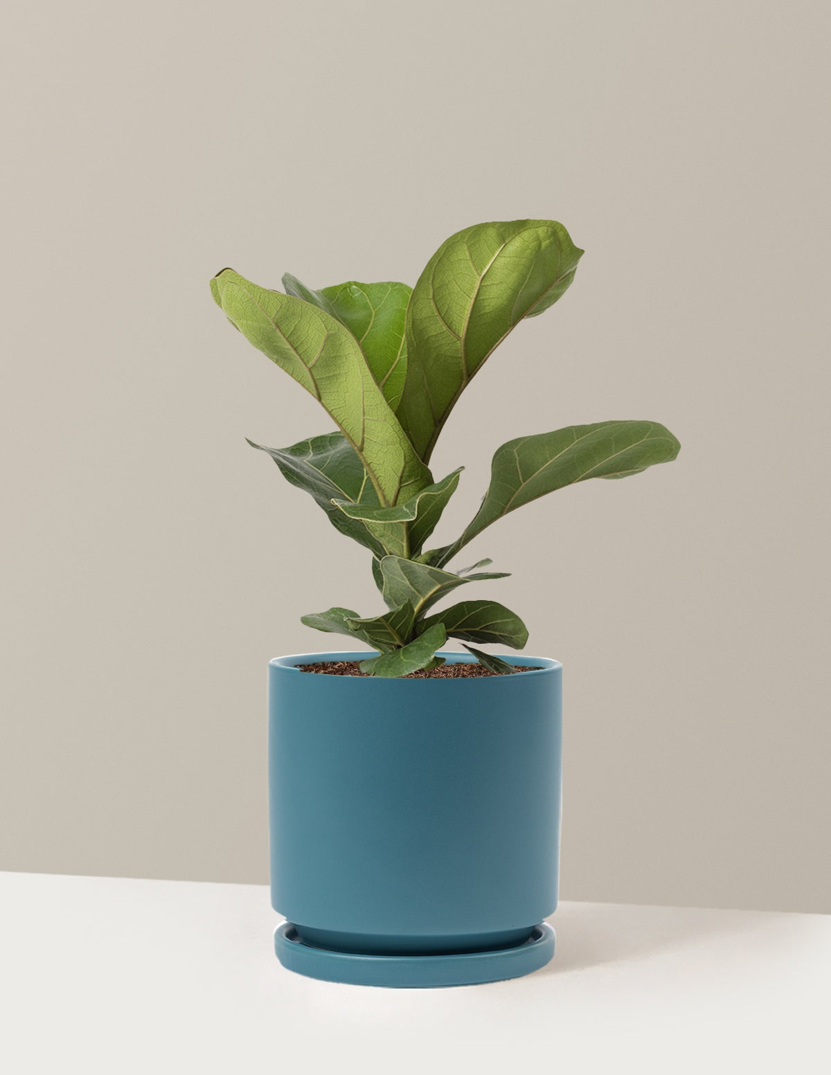 Fiddle Leaf Fig