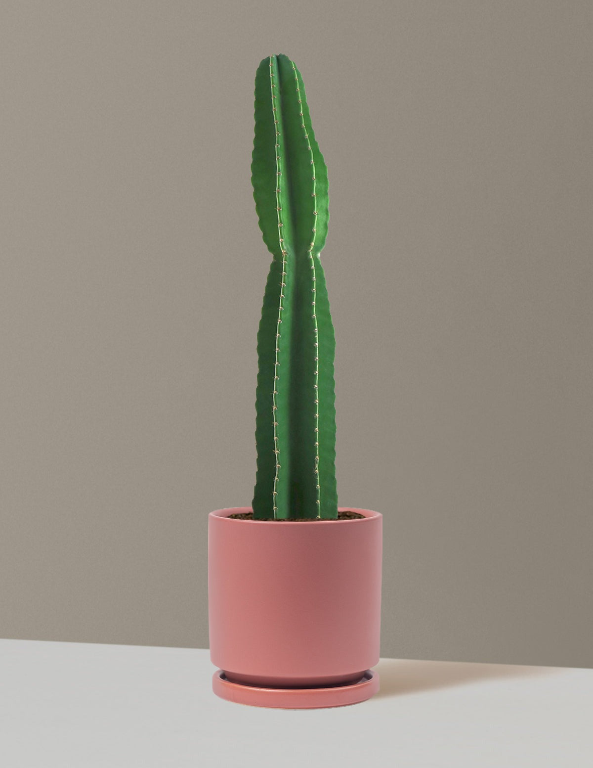 Large Peruvian Apple Cactus