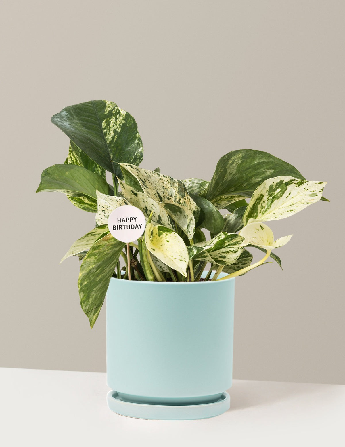 Happy Birthday Pothos Marble Queen