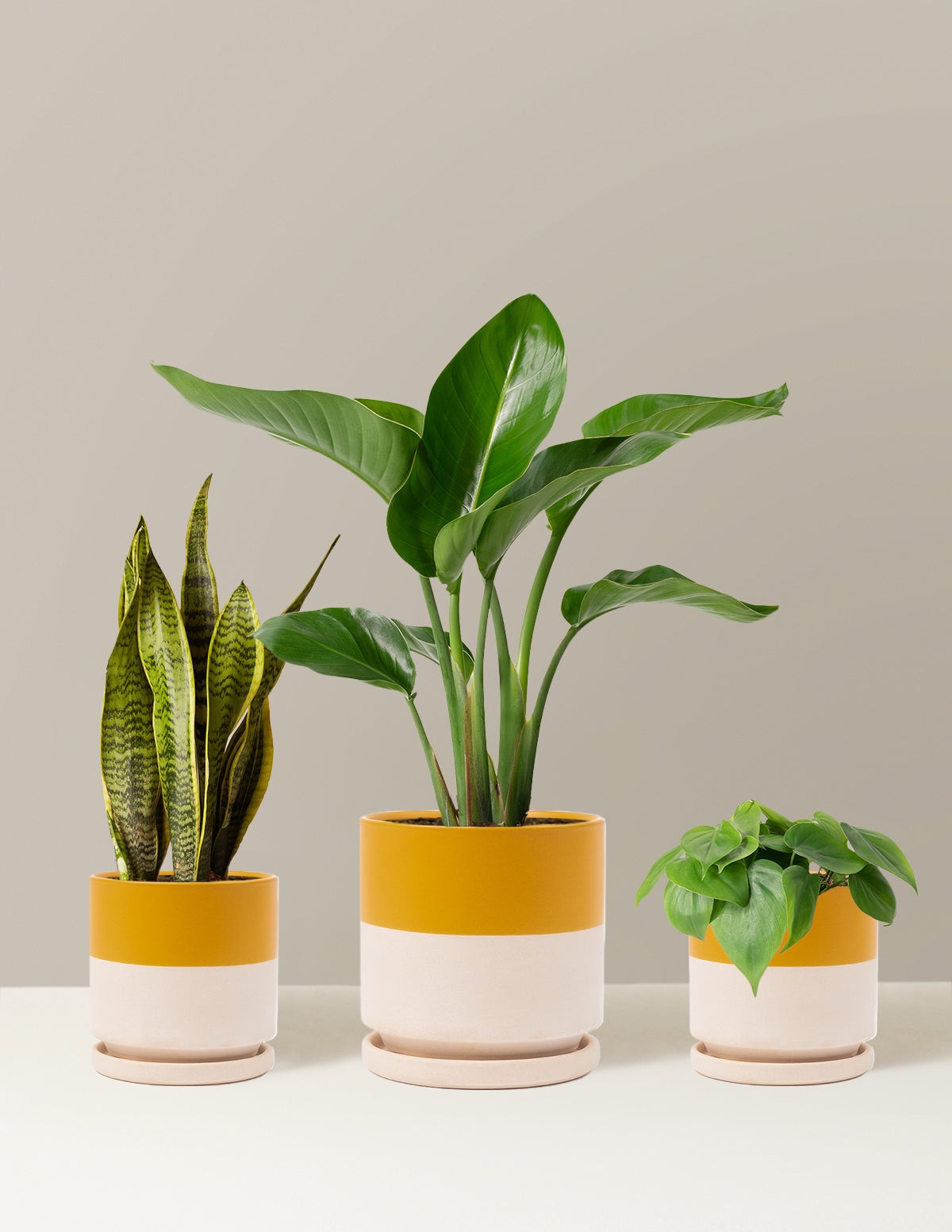 New Digs Plant Trio
