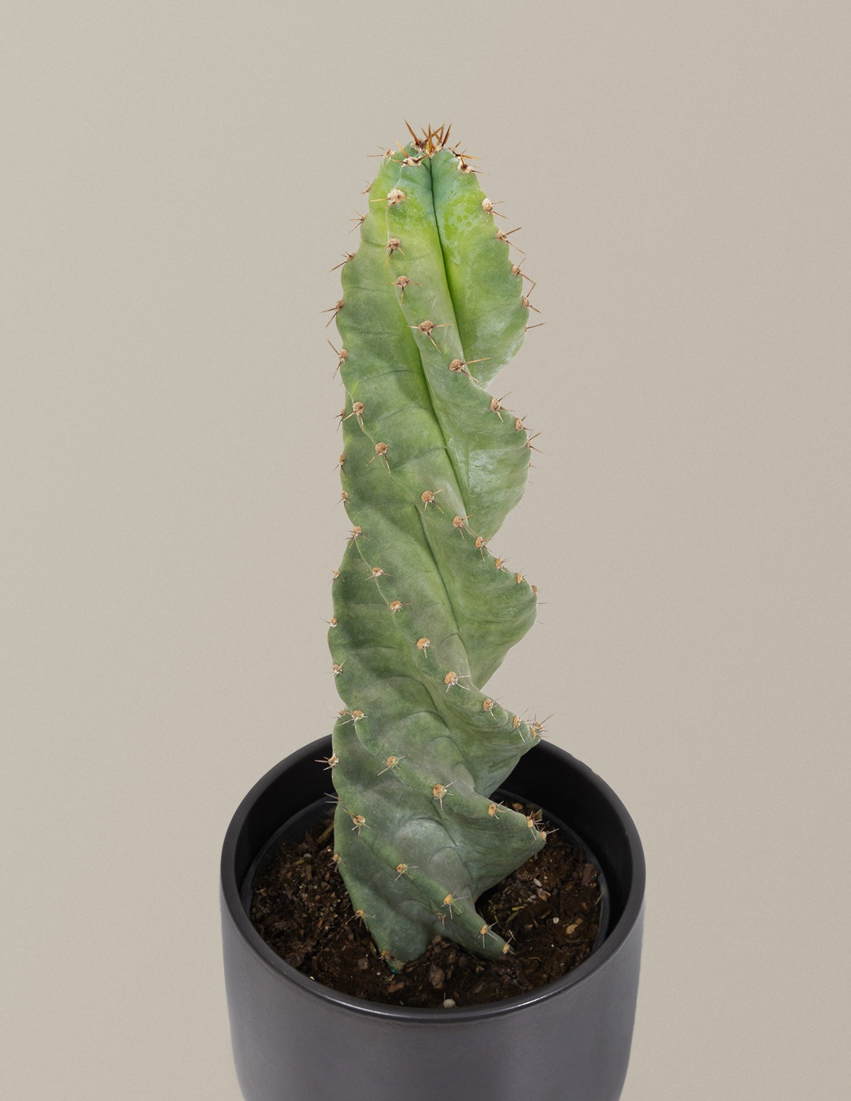 Spiral Cactus