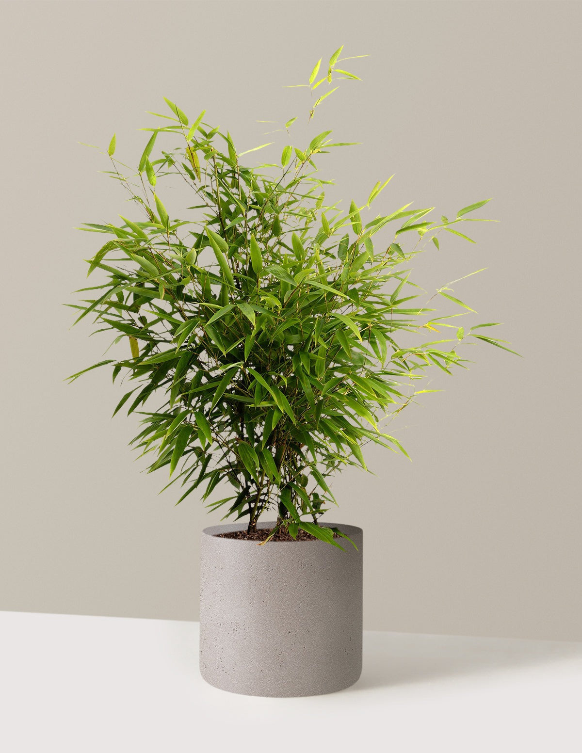 Black Bamboo