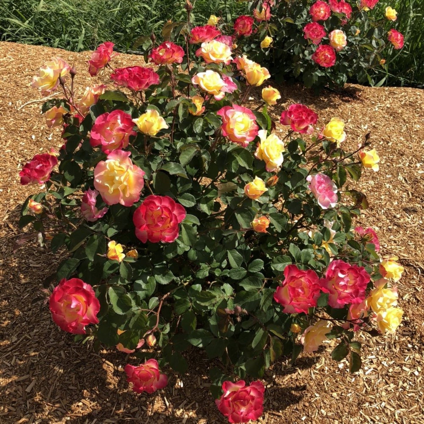 Gumball GoodyTM Rose