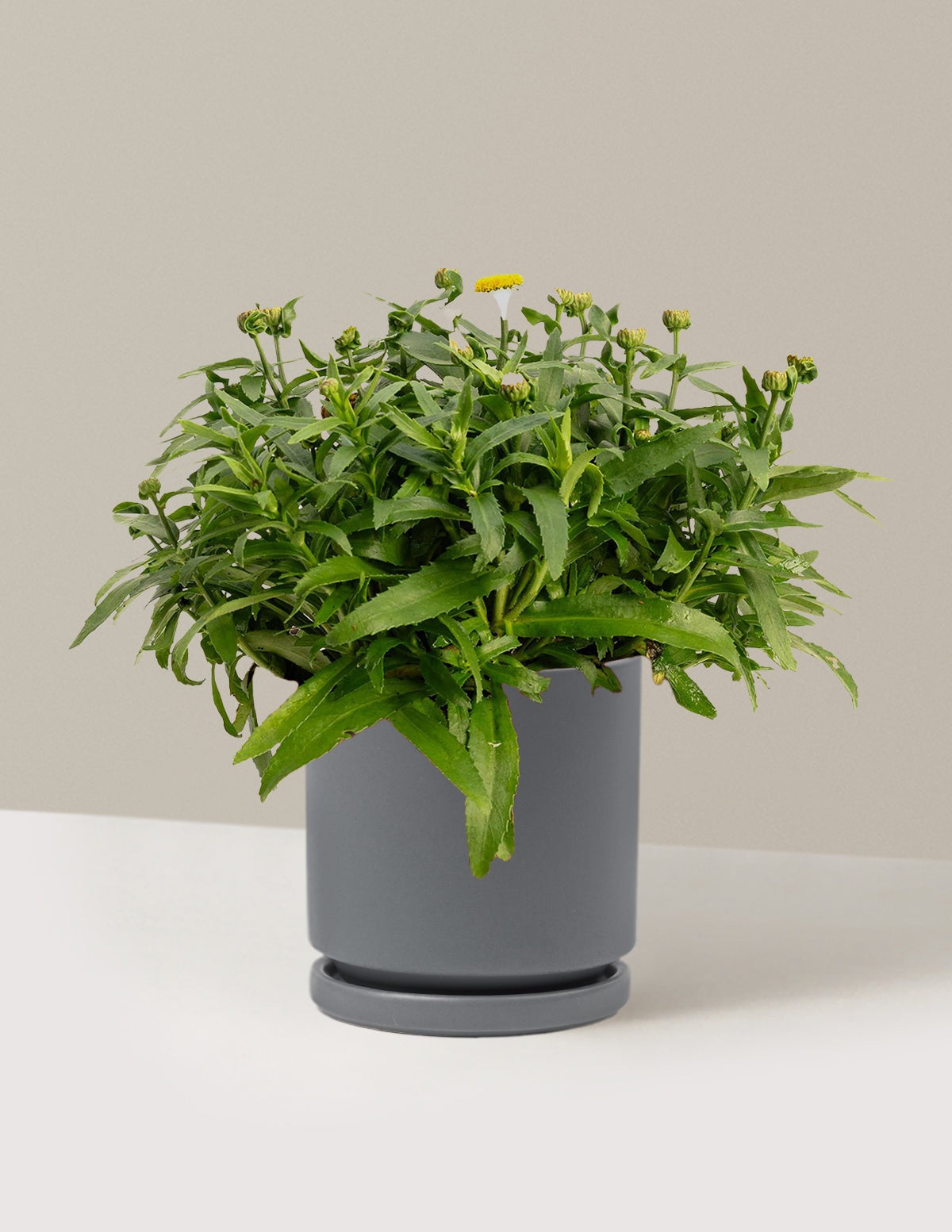 ShortstopTM Shasta Daisy