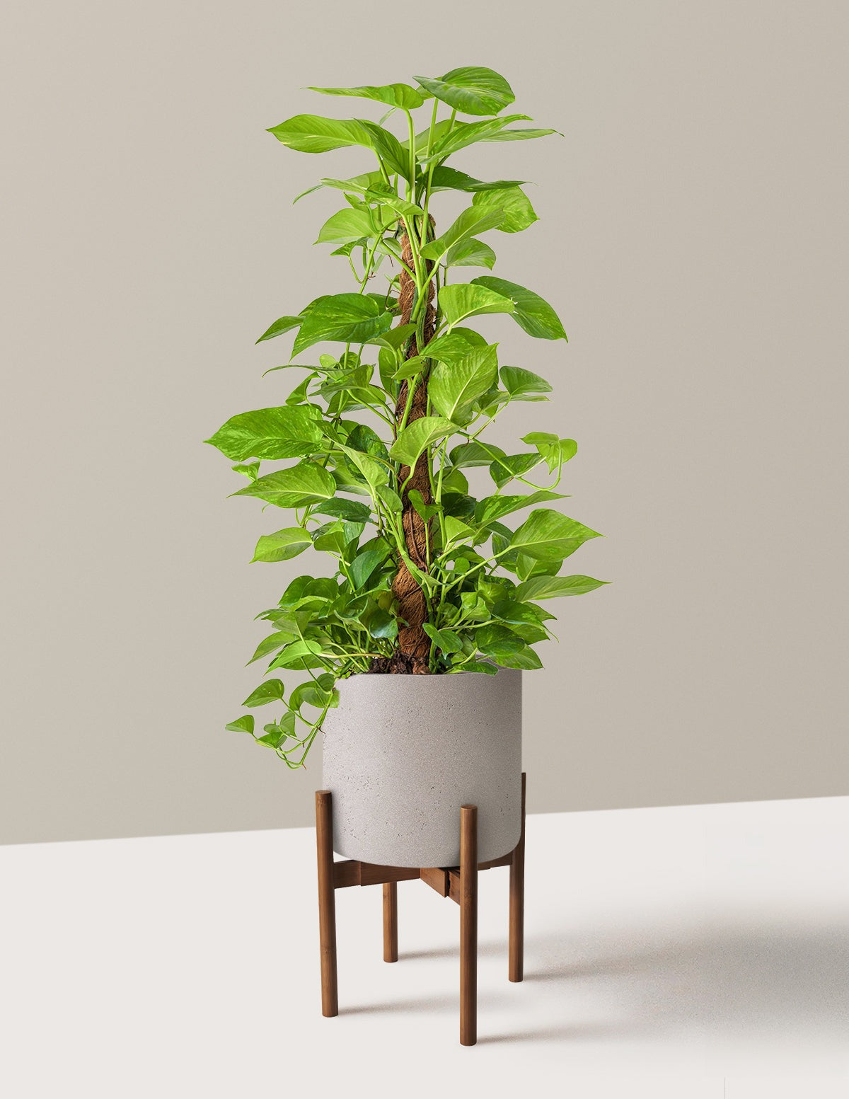 Golden Pothos Totem